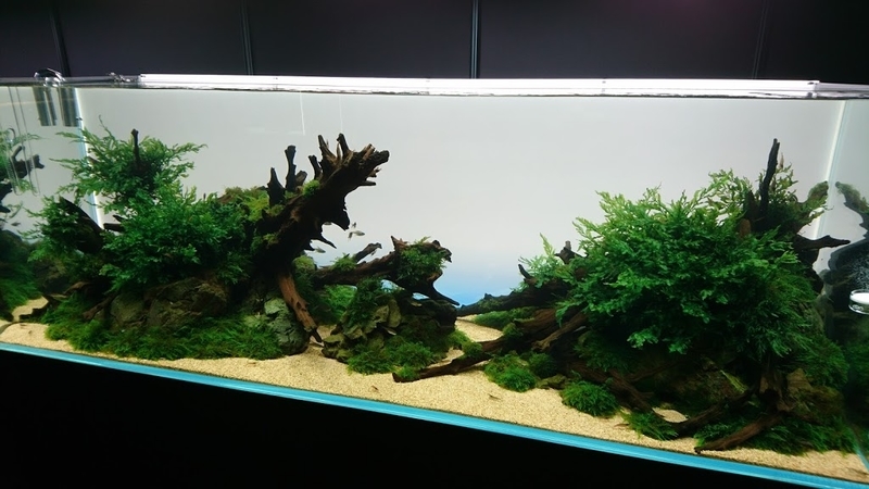 天野尚 NATURE AQUARIUM展 - 緑と青と