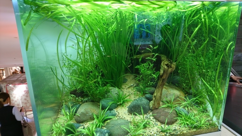 天野尚 NATURE AQUARIUM展 - 緑と青と