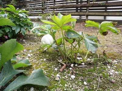 whitechristmasroseblossom-1