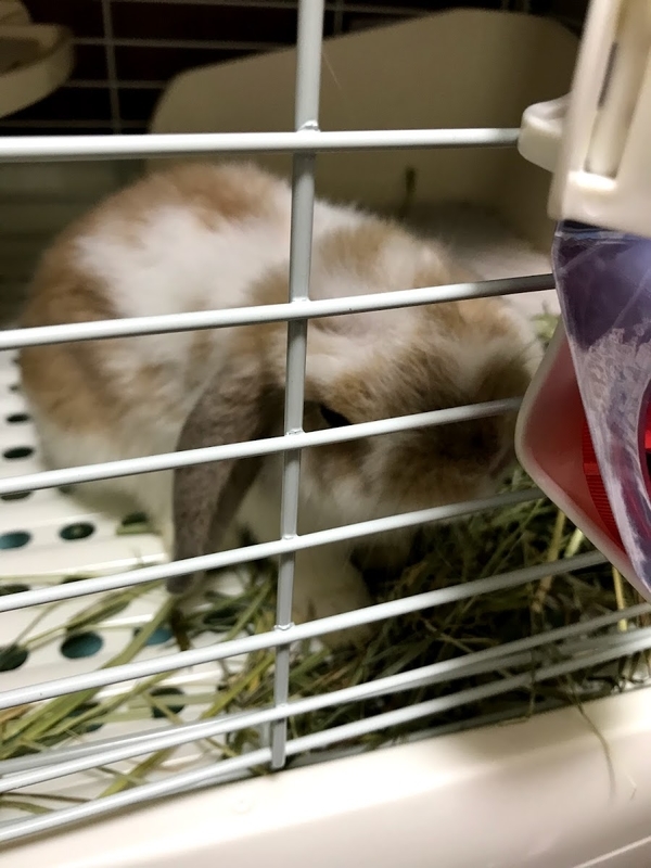 まこら先生の水事情 その1 まこら先生と下僕たち