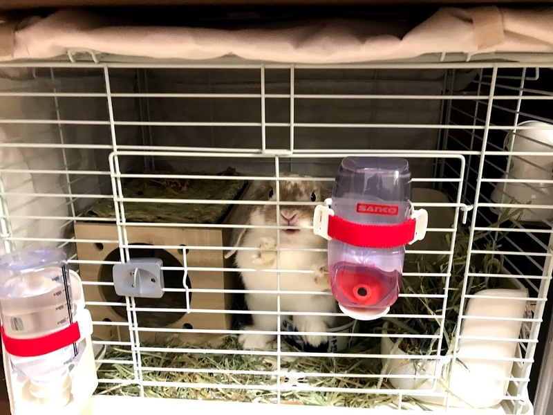まこら先生の水事情 その1 まこら先生と下僕たち