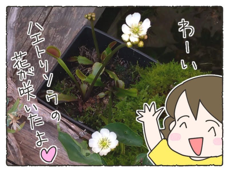 ハエトリソウの花が咲きました 食虫植物 みさぱんだらけ