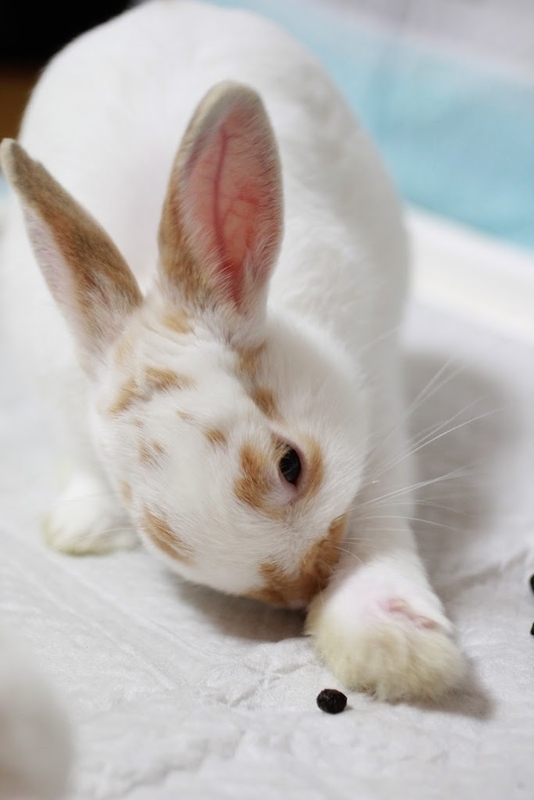 子うさぎの齧り対策 配線コードを守るチューブ らぶ らびっと らいふ Love Rabbit Life