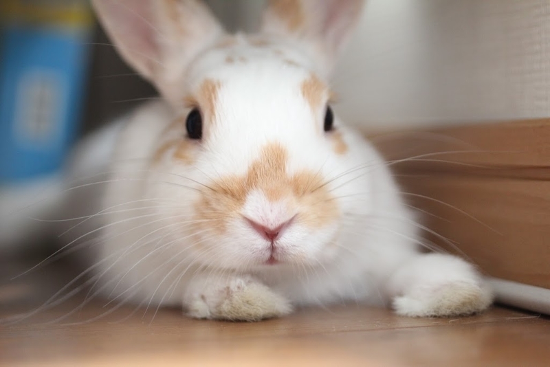 子うさぎの齧り対策 配線コードを守るチューブ らぶ らびっと らいふ Love Rabbit Life