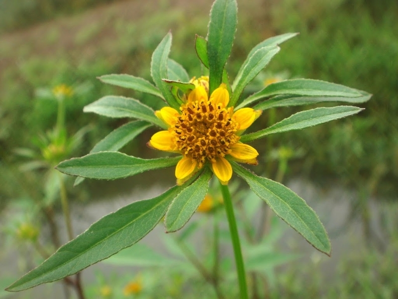 アメリカセンダングサ Bidens Frondosa Familiar Flowers 2
