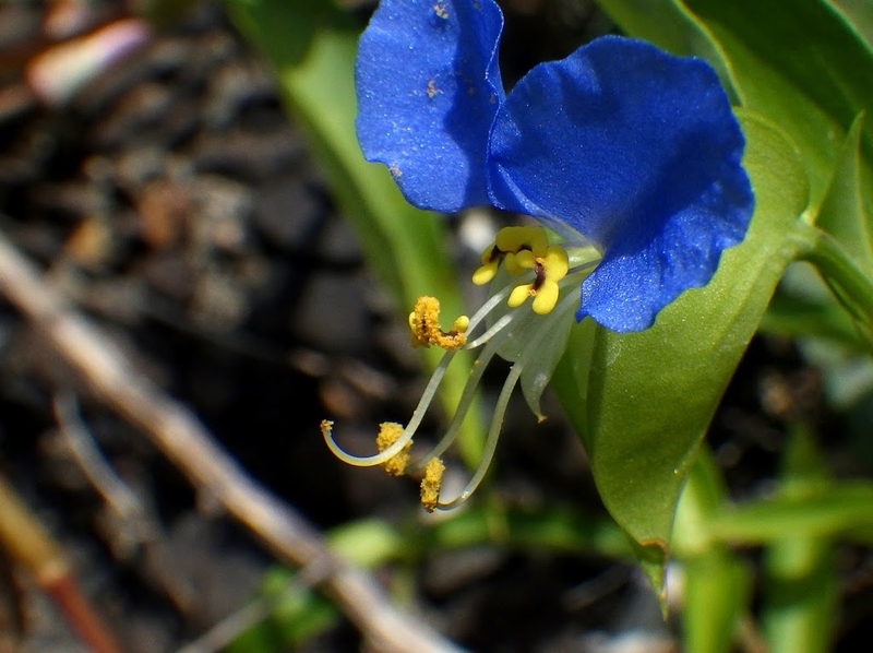 両性花の様子