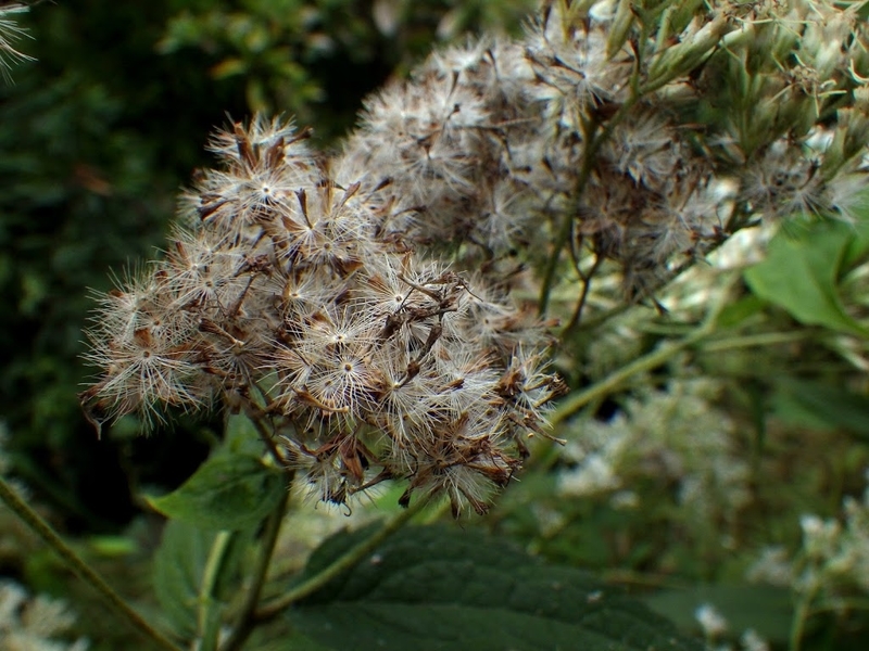 花後のヒヨドリバナ