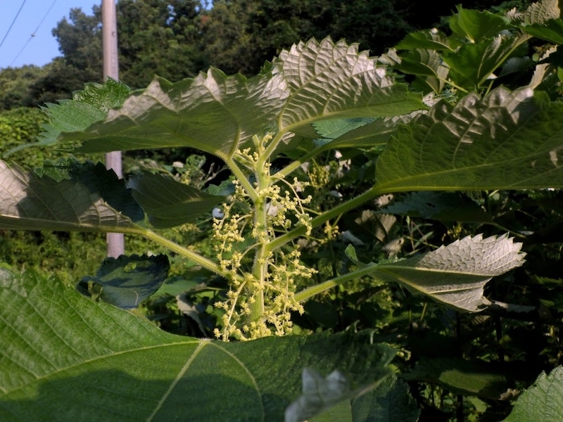 茎や葉柄に開出毛