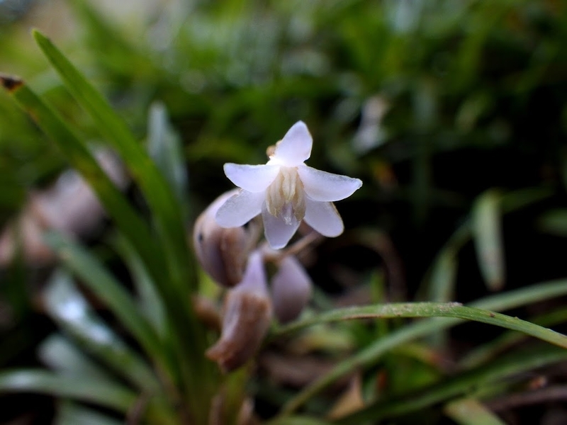 タマリュウの花１