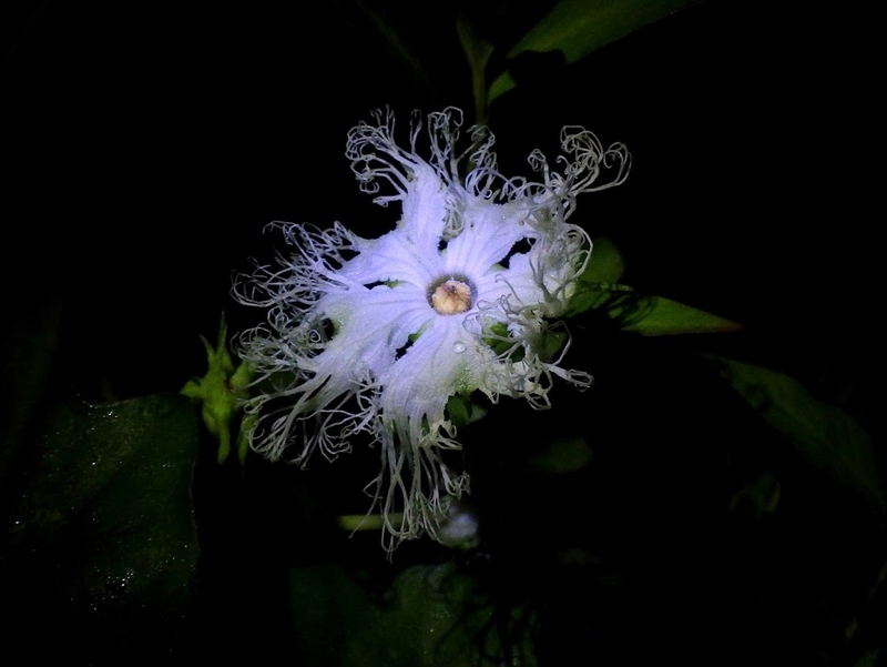 雄花の様子