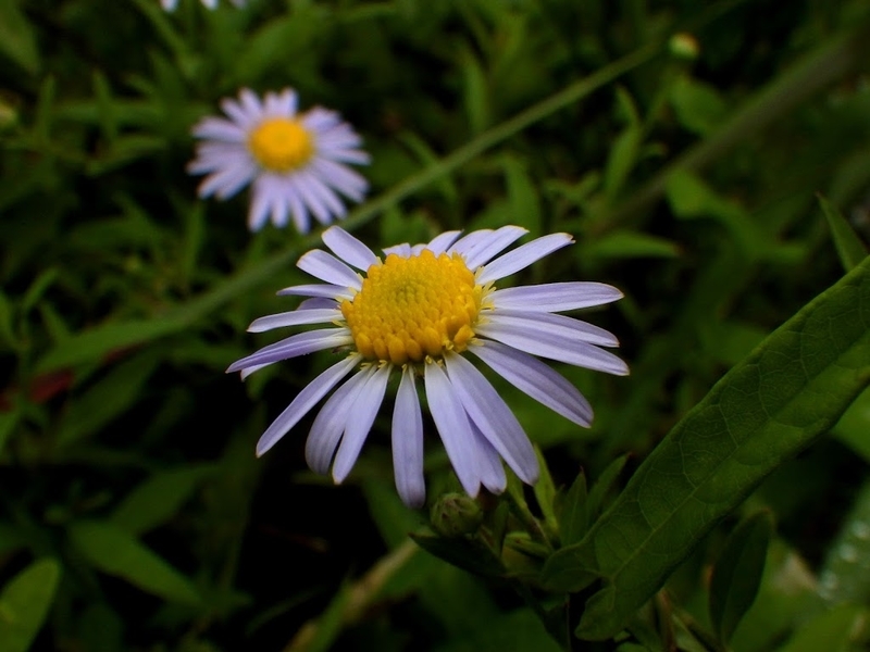 咲き始めの花の様子