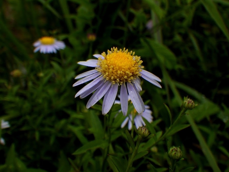 筒状花が咲き進んできた花の様子