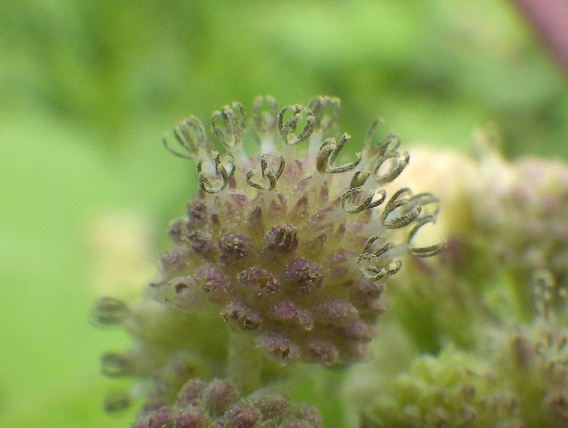 花の写真、雄花