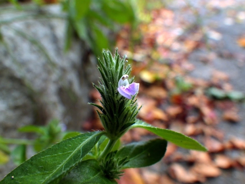 花の写真