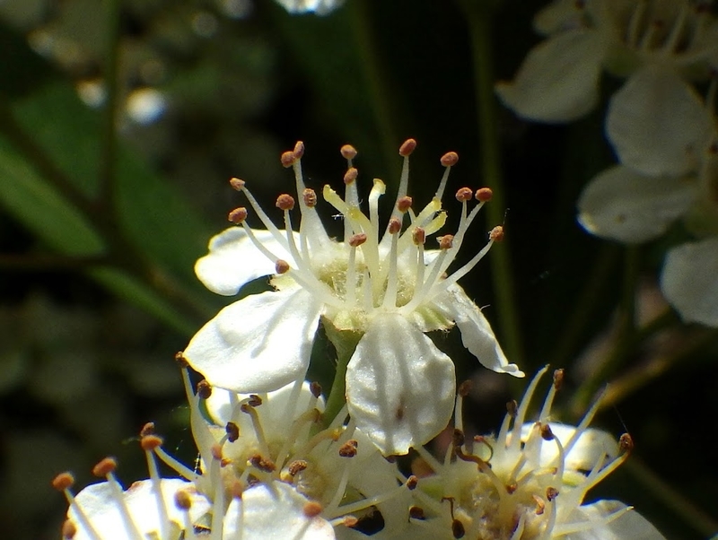 花の様子　雌性期