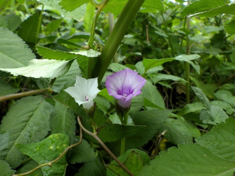 花の比較