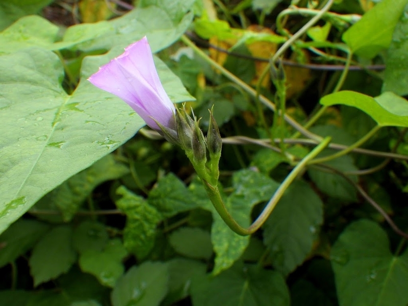 ホシアサガオの花茎（花柄）