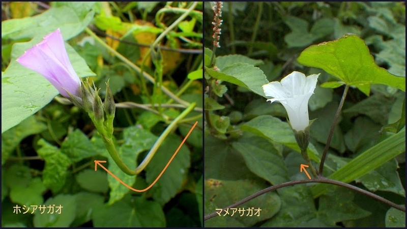 ホシアサガオとマメアサガオの花茎（花柄）比較