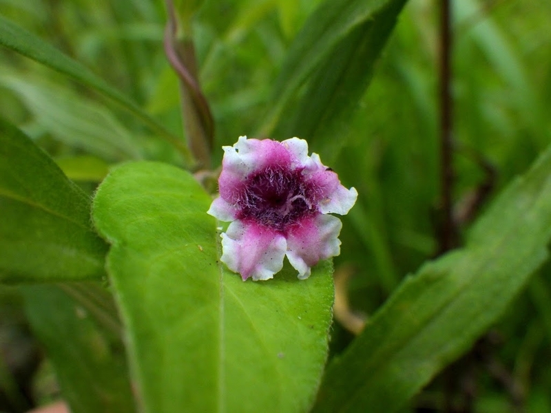 赤い筋が入るタイプの花