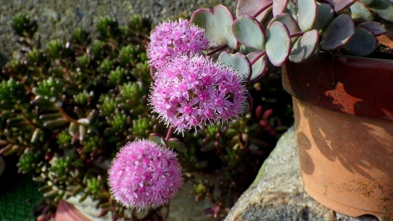 ２０１５年の花の写真