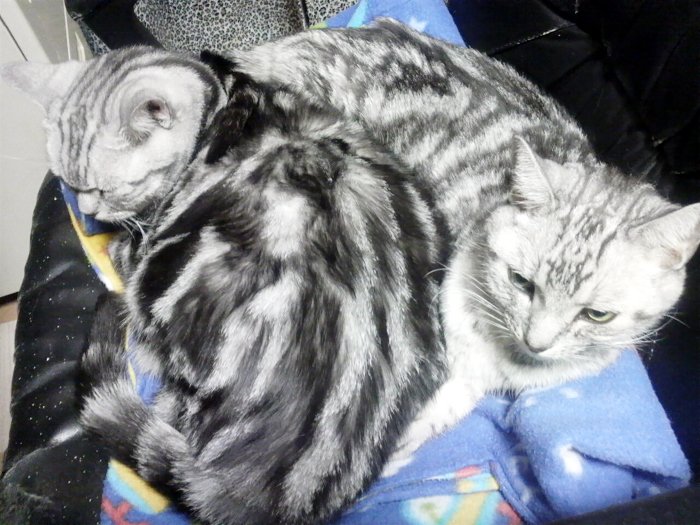 旅と猫とマイルとグルメ